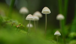 Preview wallpaper mushrooms, nature, details, macro, green