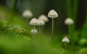 Preview wallpaper mushrooms, nature, details, macro, green