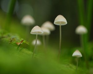 Preview wallpaper mushrooms, nature, details, macro, green