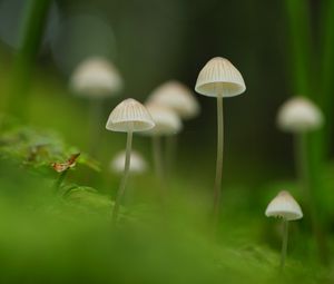 Preview wallpaper mushrooms, nature, details, macro, green