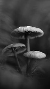 Preview wallpaper mushrooms, plants, bw, dark