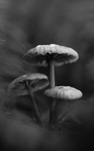 Preview wallpaper mushrooms, plants, bw, dark