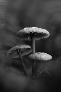 Preview wallpaper mushrooms, plants, bw, dark