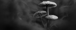 Preview wallpaper mushrooms, plants, bw, dark