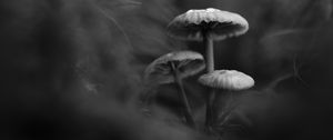 Preview wallpaper mushrooms, plants, bw, dark