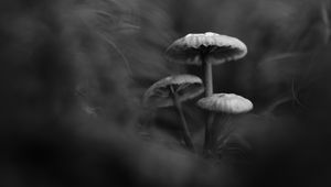 Preview wallpaper mushrooms, plants, bw, dark