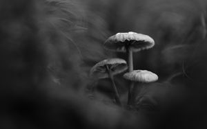 Preview wallpaper mushrooms, plants, bw, dark