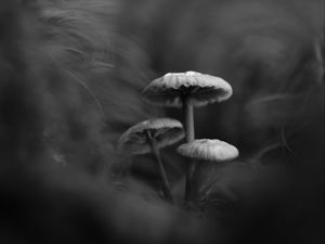 Preview wallpaper mushrooms, plants, bw, dark