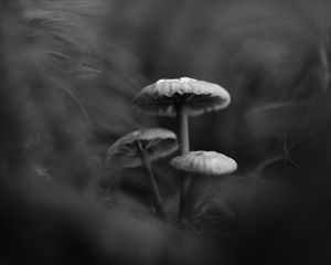 Preview wallpaper mushrooms, plants, bw, dark