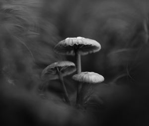 Preview wallpaper mushrooms, plants, bw, dark