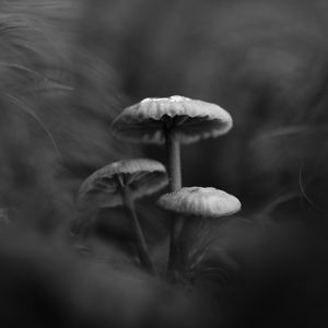 Preview wallpaper mushrooms, plants, bw, dark