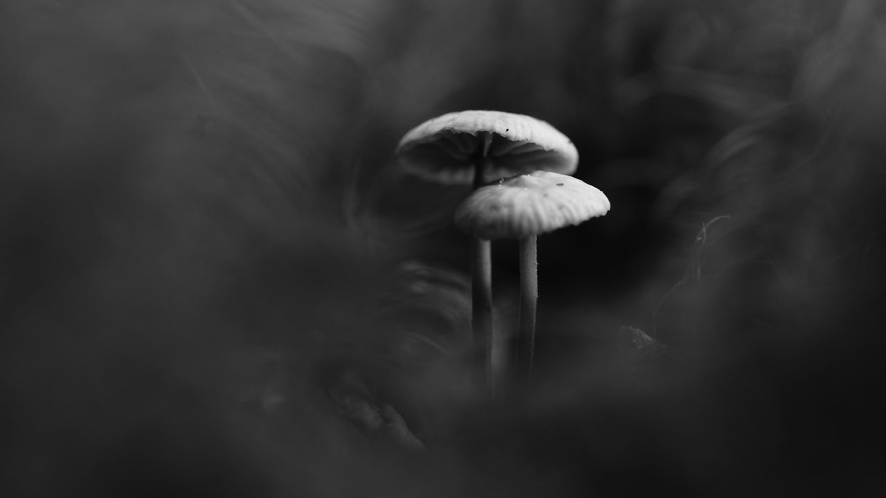 Wallpaper mushrooms, smoke, fog, dark, bw
