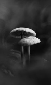 Preview wallpaper mushrooms, smoke, fog, dark, bw