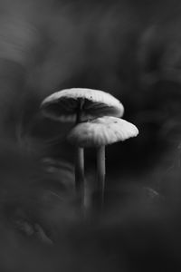 Preview wallpaper mushrooms, smoke, fog, dark, bw