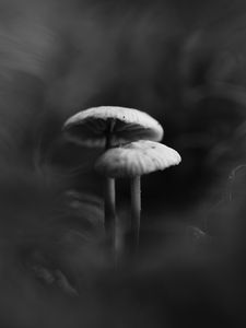 Preview wallpaper mushrooms, smoke, fog, dark, bw