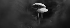 Preview wallpaper mushrooms, smoke, fog, dark, bw