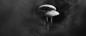 Preview wallpaper mushrooms, smoke, fog, dark, bw