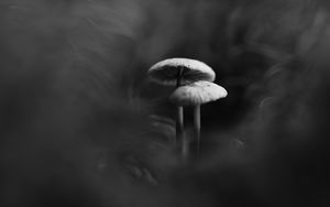 Preview wallpaper mushrooms, smoke, fog, dark, bw