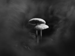 Preview wallpaper mushrooms, smoke, fog, dark, bw