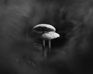 Preview wallpaper mushrooms, smoke, fog, dark, bw