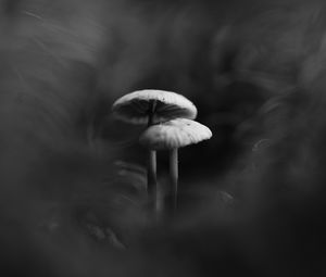 Preview wallpaper mushrooms, smoke, fog, dark, bw