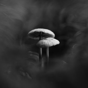 Preview wallpaper mushrooms, smoke, fog, dark, bw