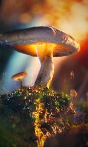 Preview wallpaper mushrooms, spider, macro, glow, 3d