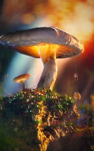 Preview wallpaper mushrooms, spider, macro, glow, 3d