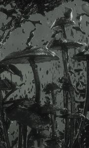 Preview wallpaper mushrooms, spray, black, 3d, art