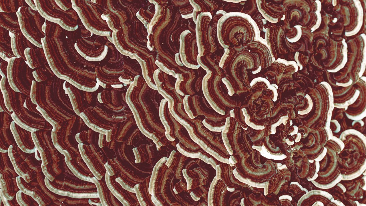 Wallpaper mushrooms, texture, macro, brown, surface