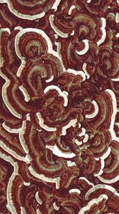Preview wallpaper mushrooms, texture, macro, brown, surface