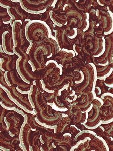 Preview wallpaper mushrooms, texture, macro, brown, surface