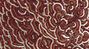 Preview wallpaper mushrooms, texture, macro, brown, surface