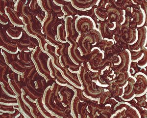 Preview wallpaper mushrooms, texture, macro, brown, surface
