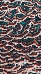Preview wallpaper mushrooms, texture, surface, macro, closeup