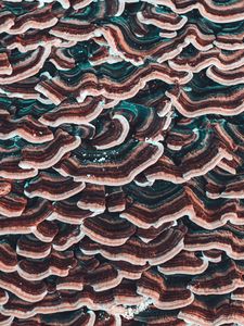 Preview wallpaper mushrooms, texture, surface, macro, closeup
