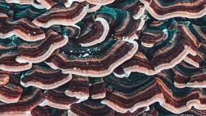 Preview wallpaper mushrooms, texture, surface, macro, closeup