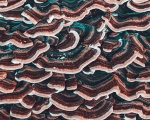 Preview wallpaper mushrooms, texture, surface, macro, closeup