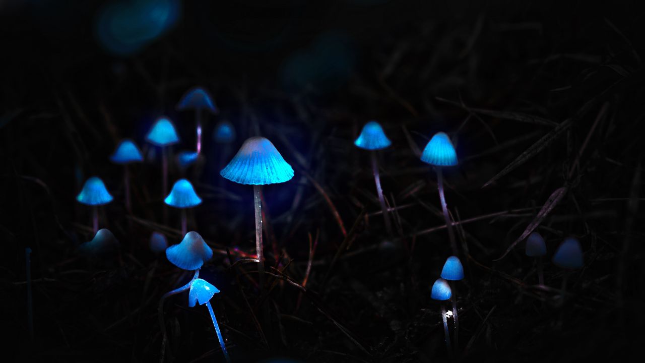 Wallpaper mushrooms, toadstools, glow, photoshop