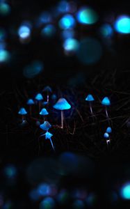 Preview wallpaper mushrooms, toadstools, glow, photoshop