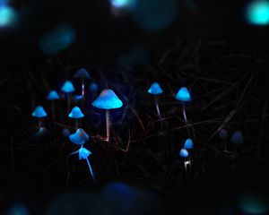 Preview wallpaper mushrooms, toadstools, glow, photoshop