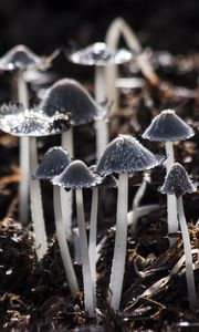 Preview wallpaper mushrooms, toadstools, gray, foliage