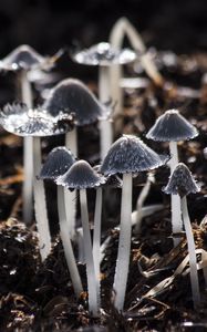 Preview wallpaper mushrooms, toadstools, gray, foliage