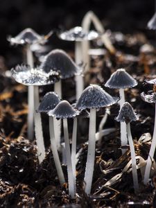 Preview wallpaper mushrooms, toadstools, gray, foliage