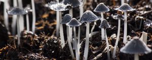 Preview wallpaper mushrooms, toadstools, gray, foliage