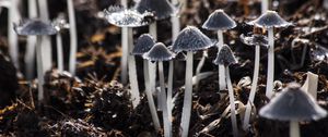 Preview wallpaper mushrooms, toadstools, gray, foliage