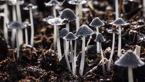 Preview wallpaper mushrooms, toadstools, gray, foliage