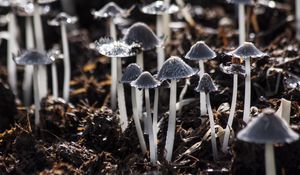 Preview wallpaper mushrooms, toadstools, gray, foliage