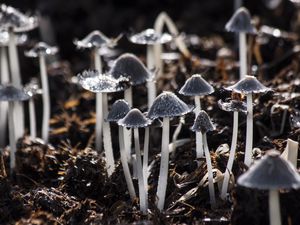 Preview wallpaper mushrooms, toadstools, gray, foliage