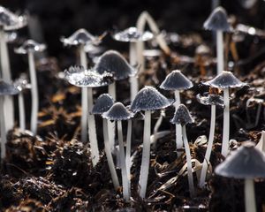 Preview wallpaper mushrooms, toadstools, gray, foliage